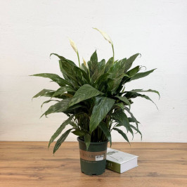 Спатифиллум вариегатный D:15см H:55см