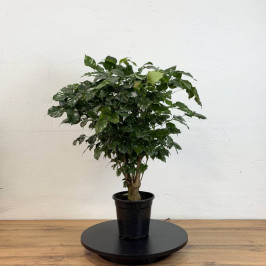 Радермахера штамб D:18см H:65см