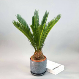 Пальма Цикас Революта в сером горшке D:18см H:50см