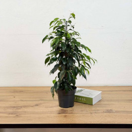 Фикус Бенджамина Даниэль D:14CM H:60CM