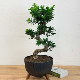 Фикус гинсенг S-форма в кашпо на ножках D:32CM H:70CM