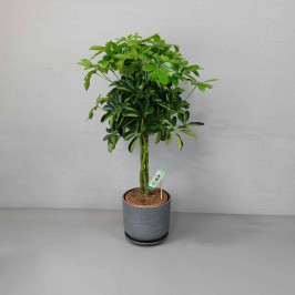 Шеффлера Компакта переплетённая D:22CM H:75CM