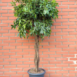 Фикус Нитида переплетенный D:40CM H:190CM