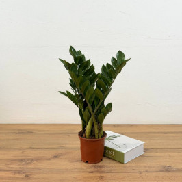 Замиокулькас (долларовое дерево) D:12CM H:40CM