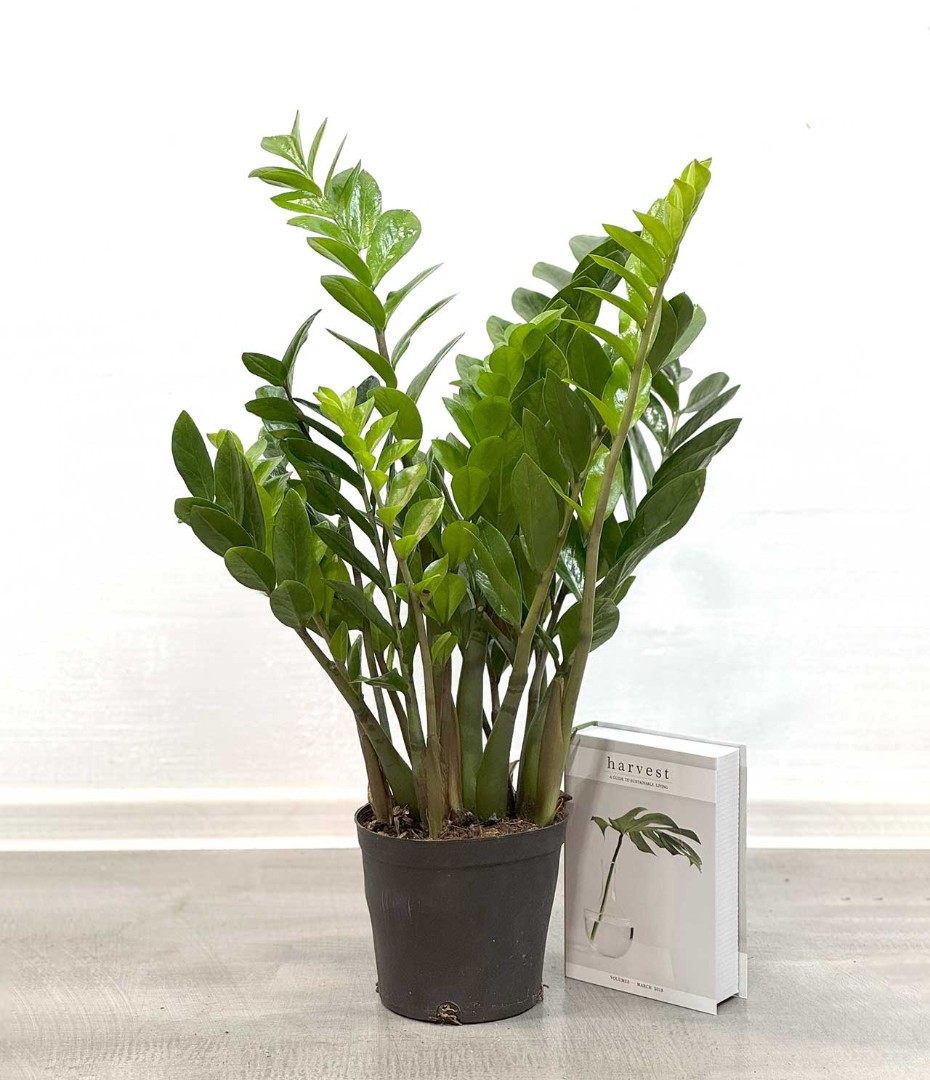 zamiokulkas-17-60-1_4