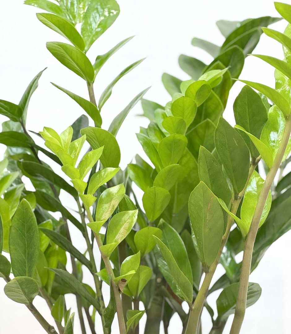 zamiokulkas-17-60-4_5