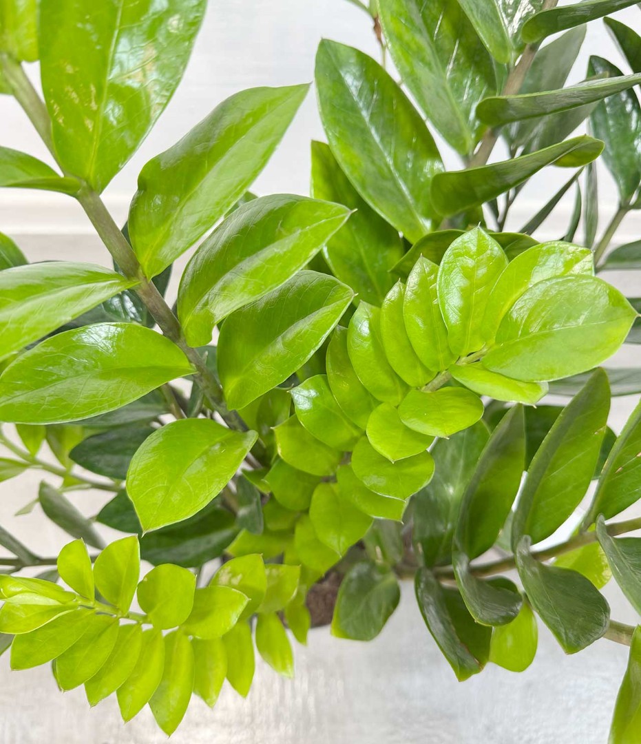 zamiokulkas-17-60-5_6