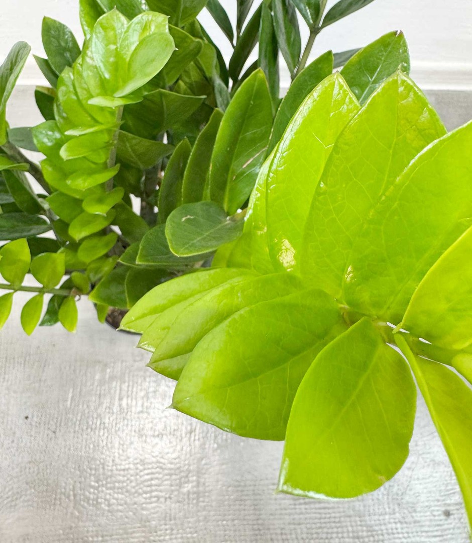 zamiokulkas-17-60-6_7