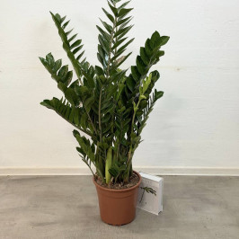 Замиокулькас (долларовое дерево) D:27CM H:100CM