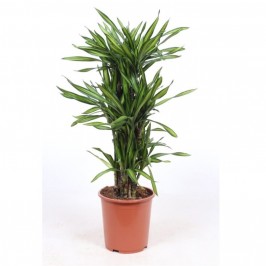 Драцена Фрагранс Рики разветвленная D:27см H:110см