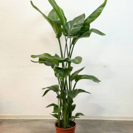 Стрелиция Николая D:24см H:150см