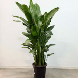 Стрелиция Николая D:27см H:165см