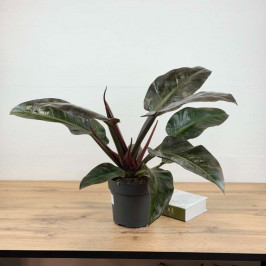 Филодендрон Империал Ред D:19см H:60см
