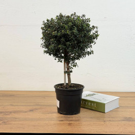 Мирт штамбовый D:15см H:50см