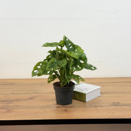 Монстера Манки Мэск D:12см