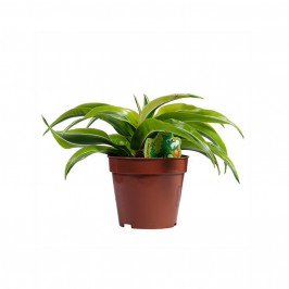 Драцена Фрагранс Лемон Сюрприз D:12см