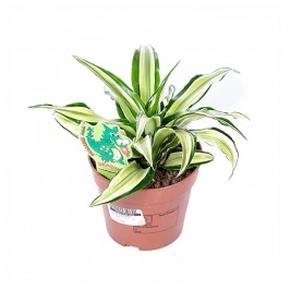 Драцена фрагранс Малайка D:12см