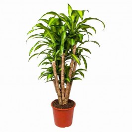 Драцена Фрагранс Массанжеана разветвленная D:35см H:180см