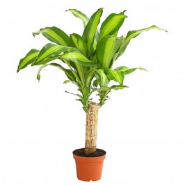 Драцена фрагранс Массанжеана штамбовая D:31см H:110см