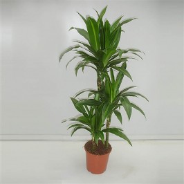 Драцена фрагранс Палома 3 ствола D:21см H:110см