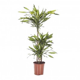Драцена Фрагранс Рики 3 ствола D:21см H:100см