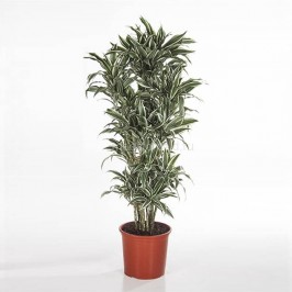 Драцена фрагранс Уайт Страйп разветвленная D:31см H:140см