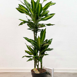 Драцена фрагранс Чинто 3 ствола D:21см H:110см