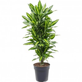 Драцена фрагранс Чинто разветвленная D:27см H:110см