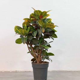Кодиеум Петра (Кротон) D:27см H:100см