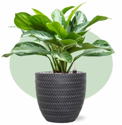 Отправить заявку на озеленение дома